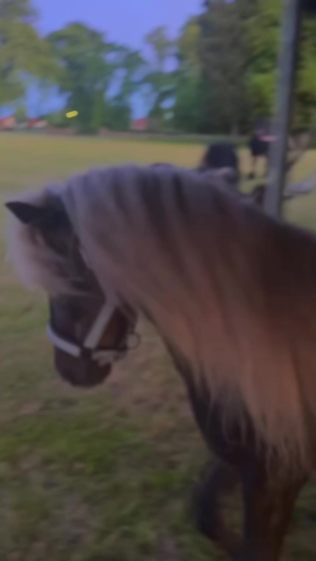 @Horses