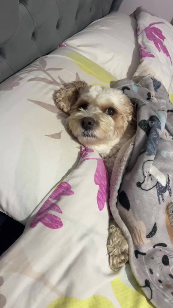 @My Cavachon