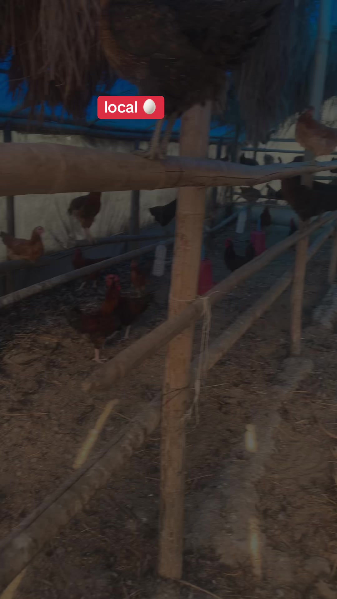 @Poudel Poultry Farm 🐔