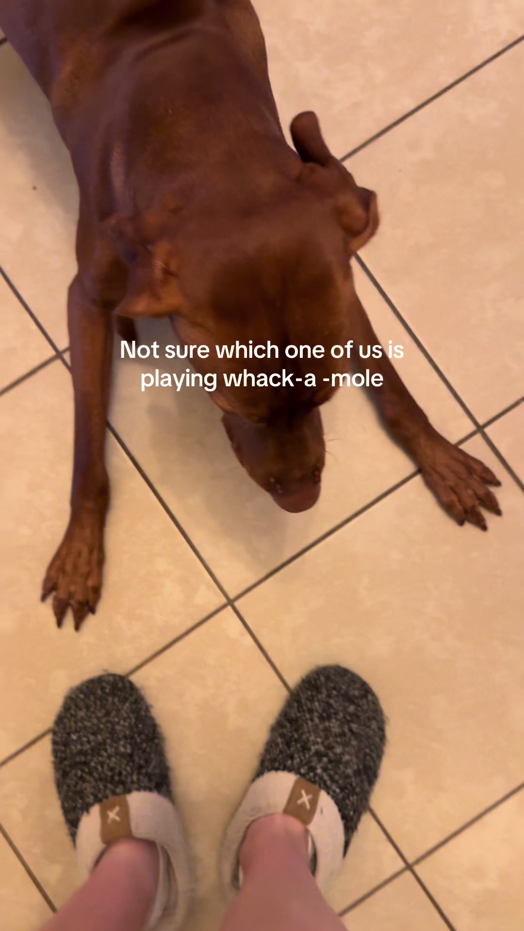 @Tycho the vizsla
