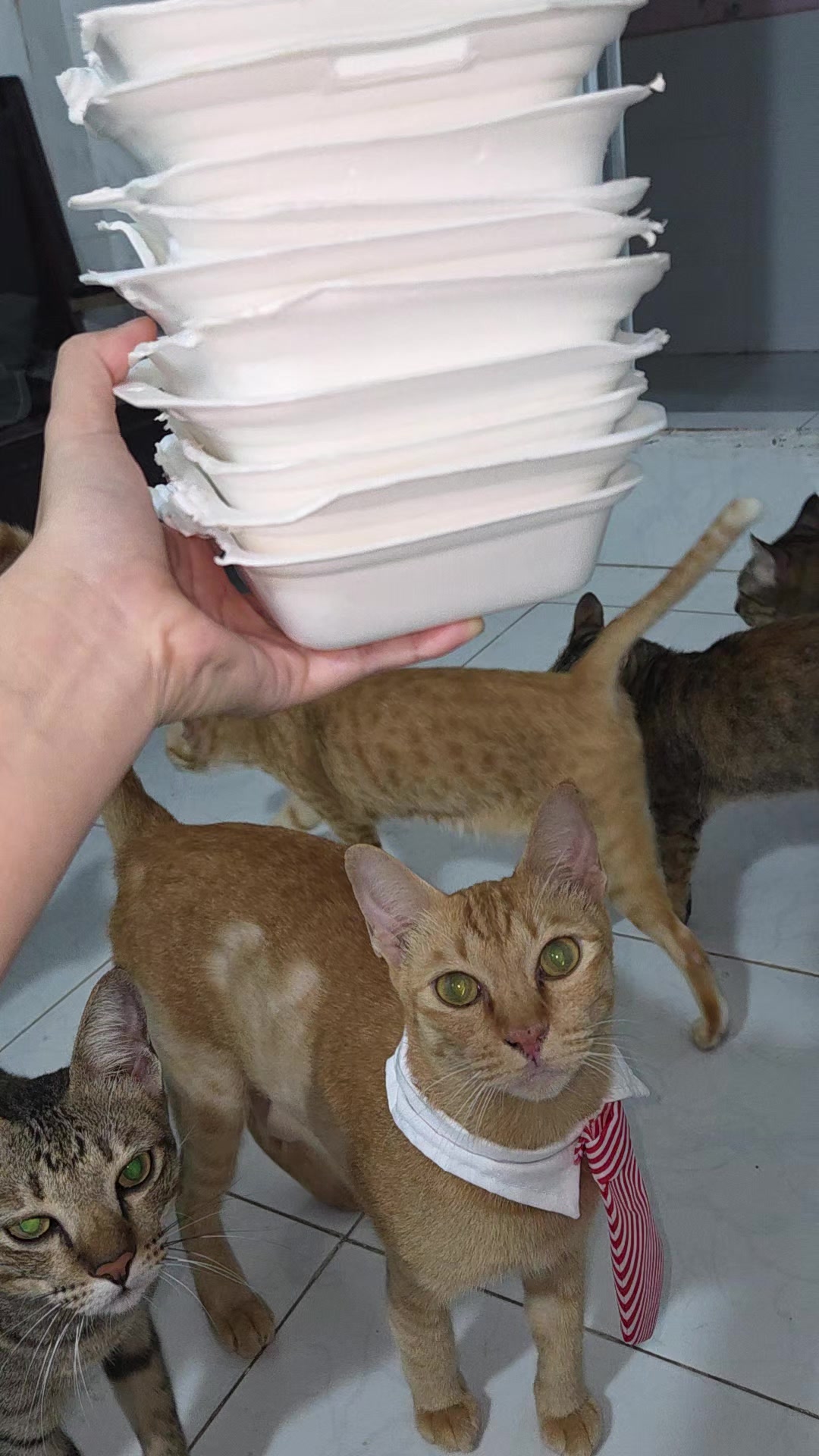 @Khế th&uacute;i