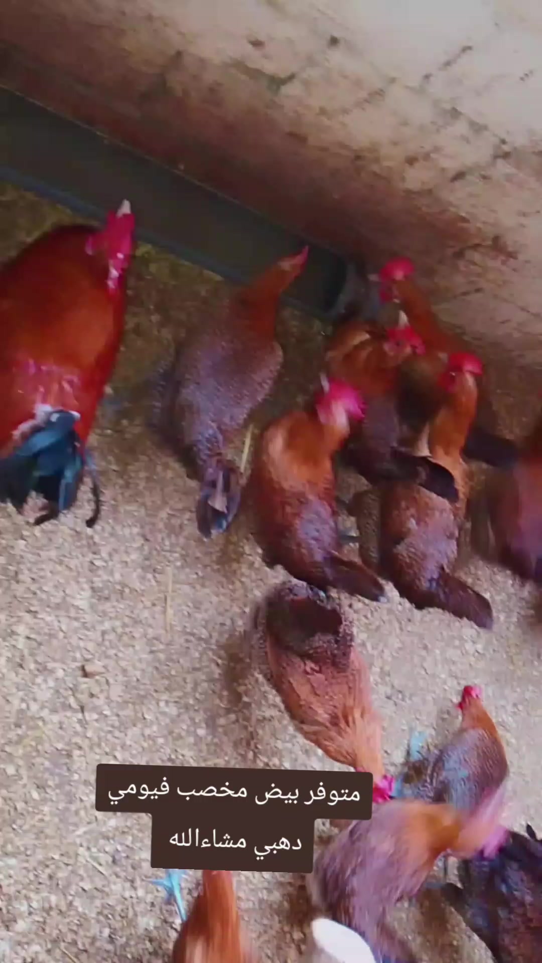 @دواجن الياس🐔🐔🐔