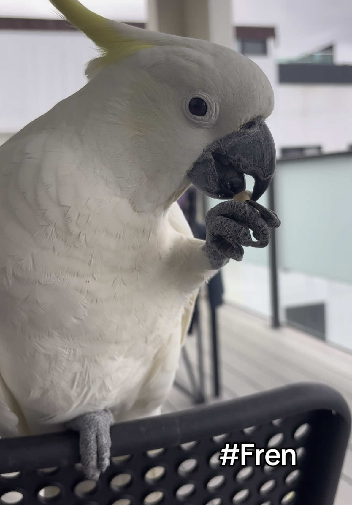 @aussie.cockatoo