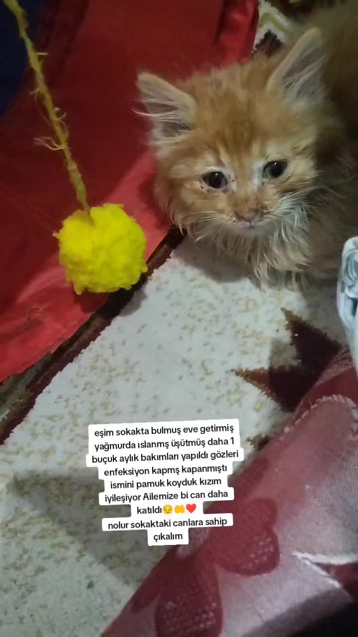@Fatoş4040