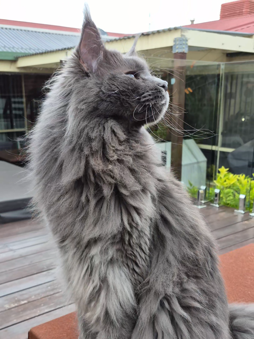 @Ragnar the Maine Coon 🐈