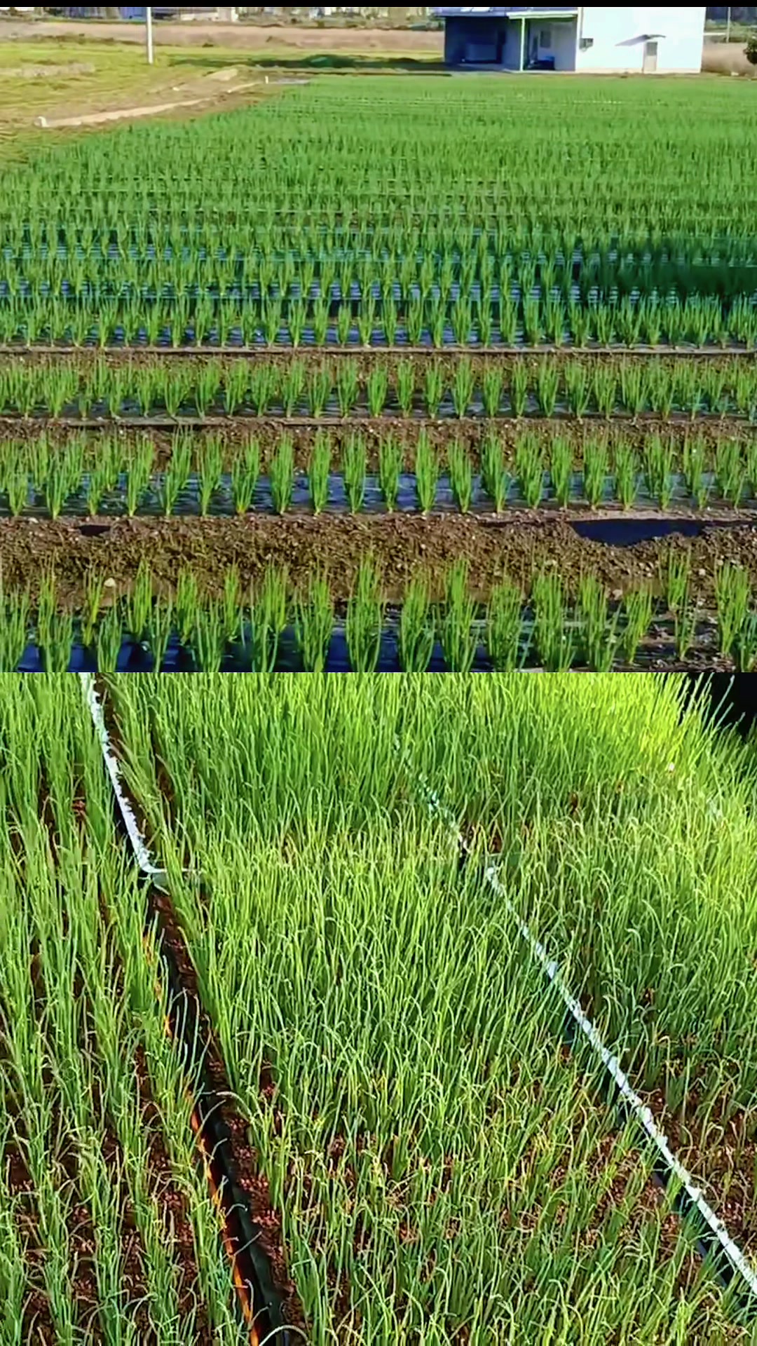 @snup.farm