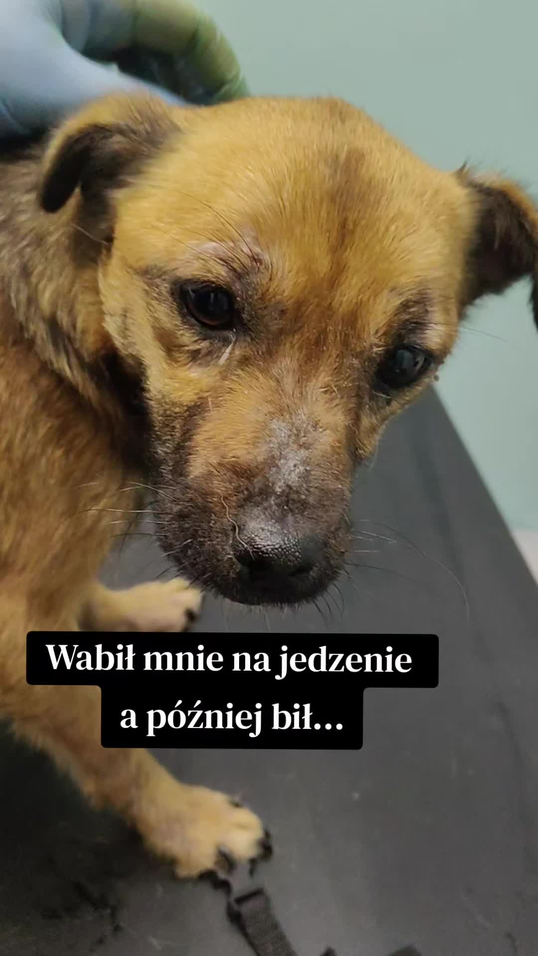 @fundacja4paws