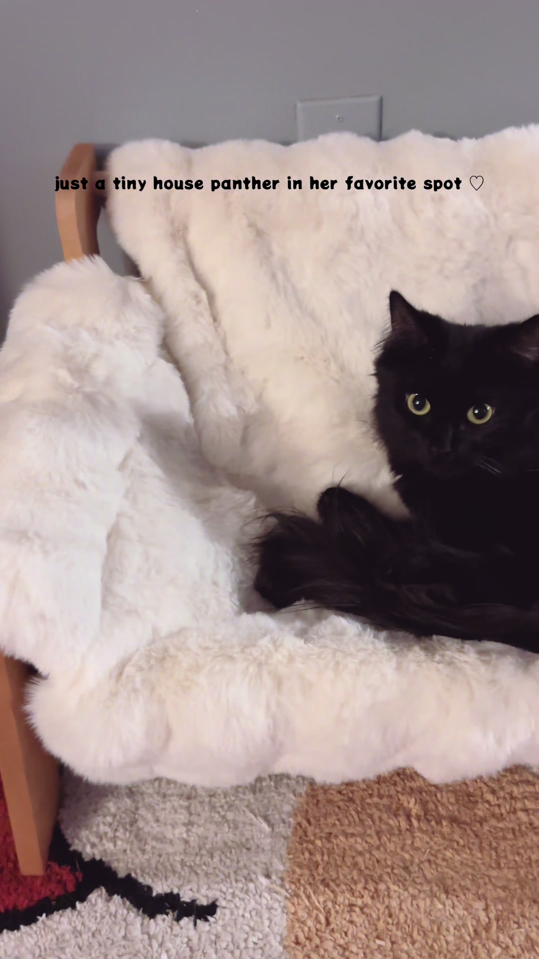 @Meowster_World