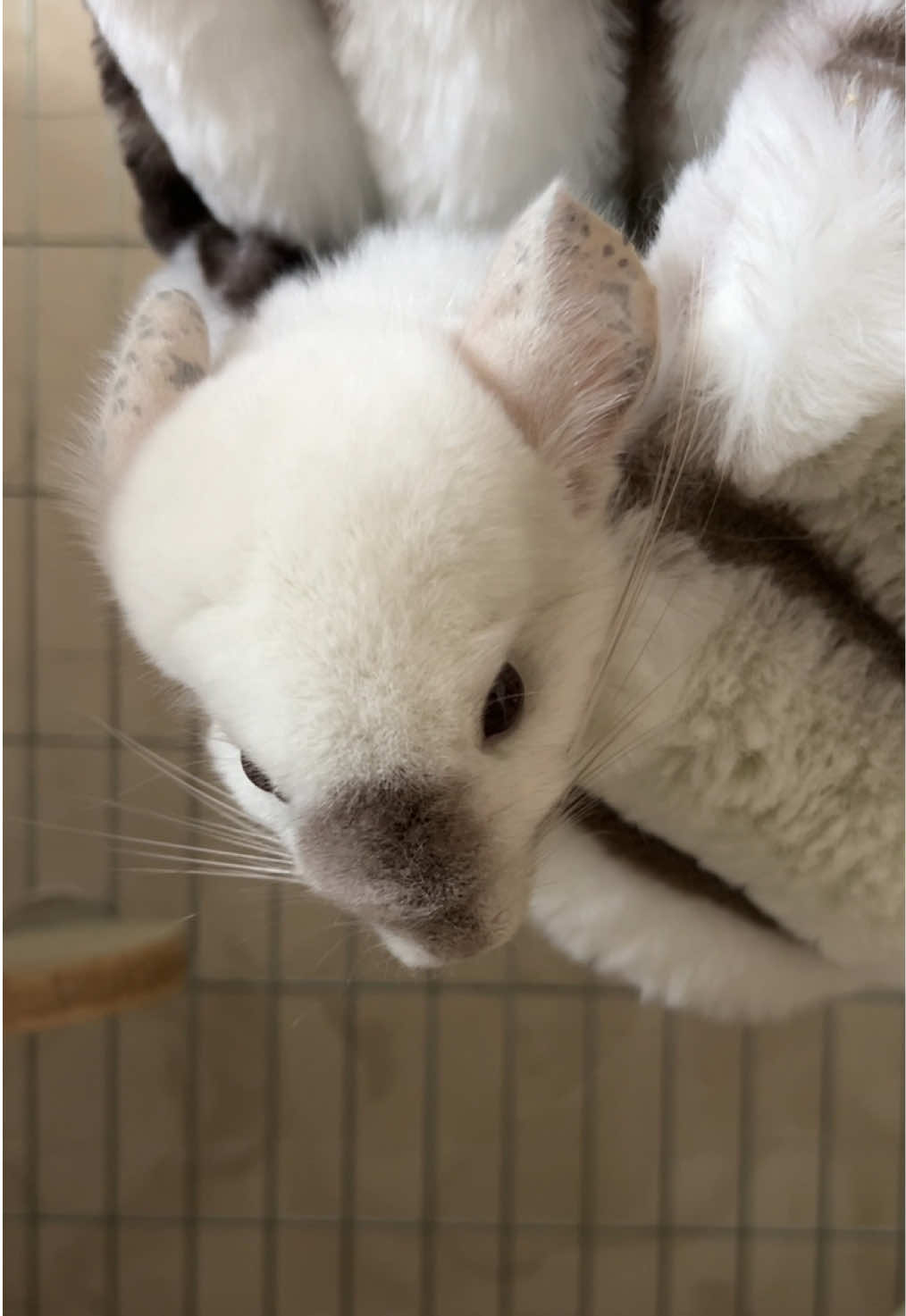 @Лулу