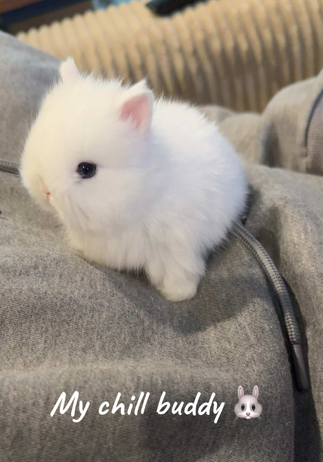@Fluffy Bunny Orlando