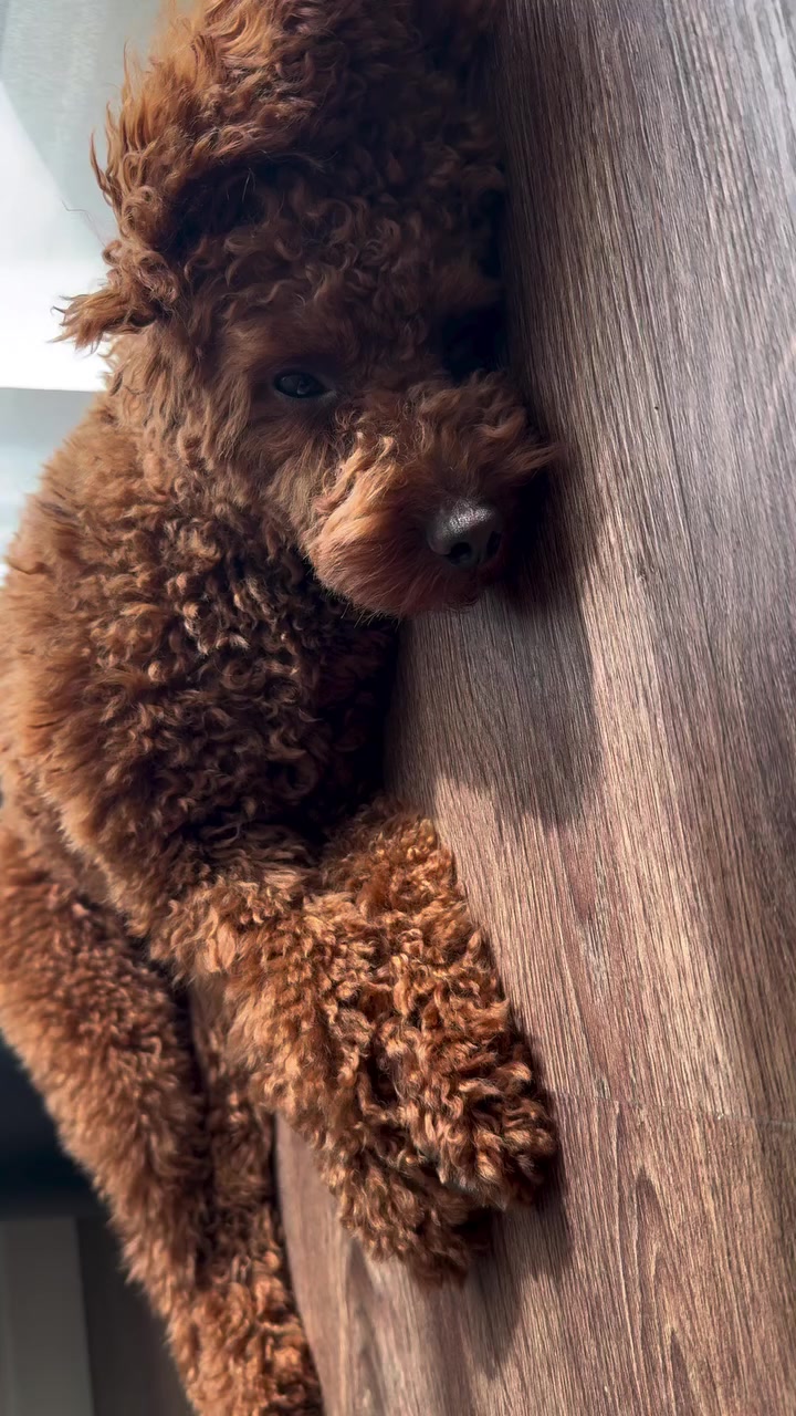 @Наталья Пудель 🐩