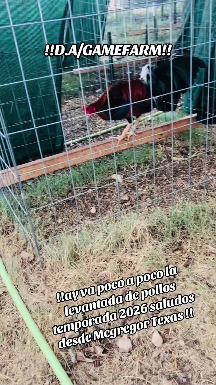 @DAgamefarm