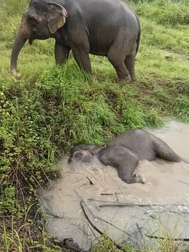 @LuangPrabang Elephant New Home