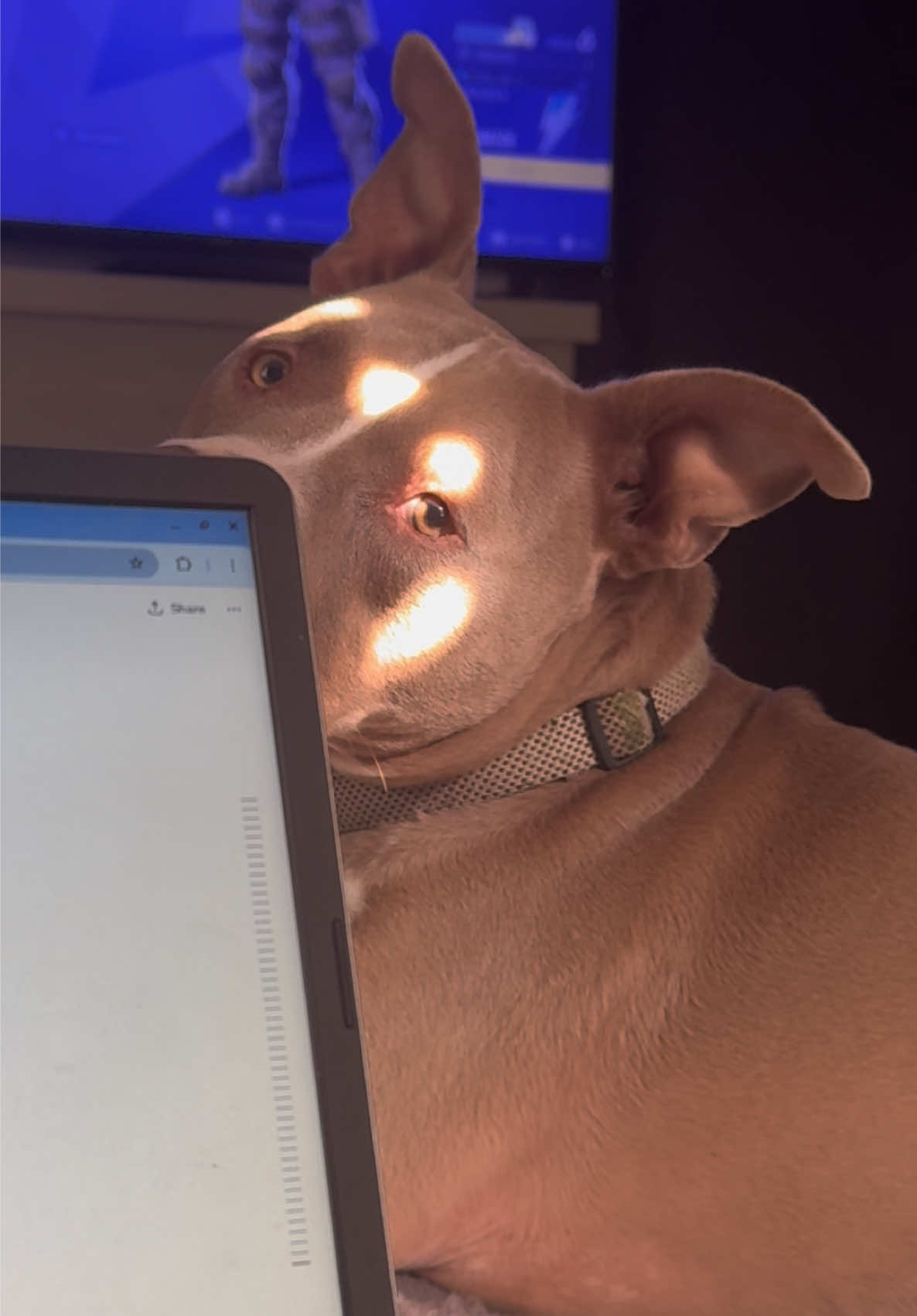 @Pittie Mom
