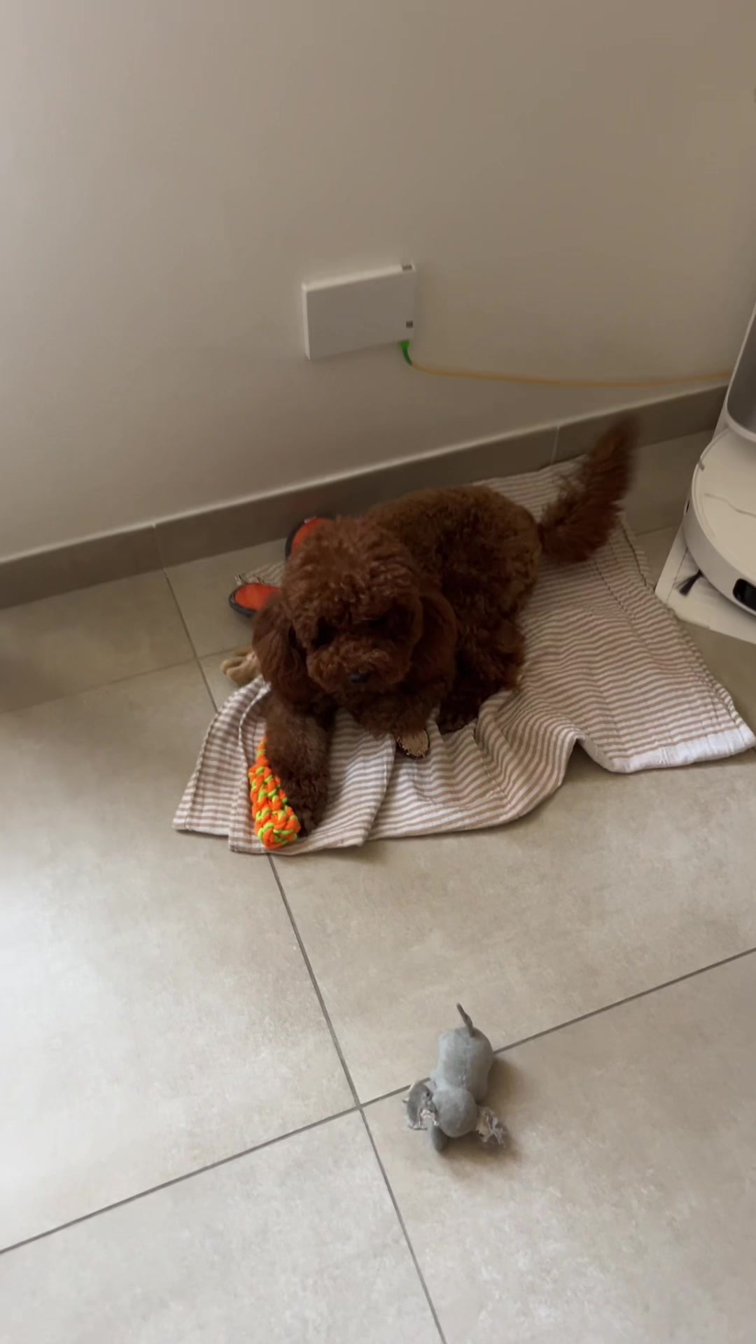 @Il mondo di Toby e Ulisse 🐩