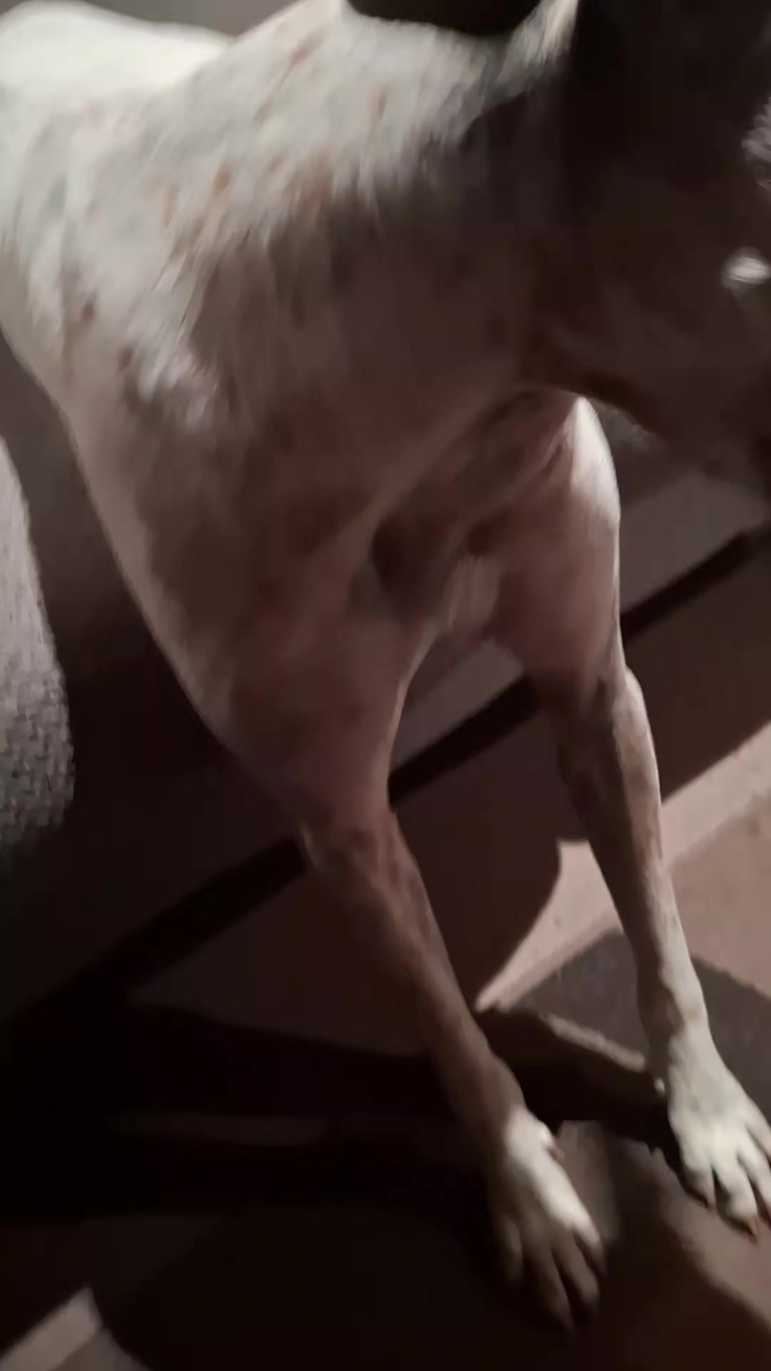 @dogs_and_stuff_8