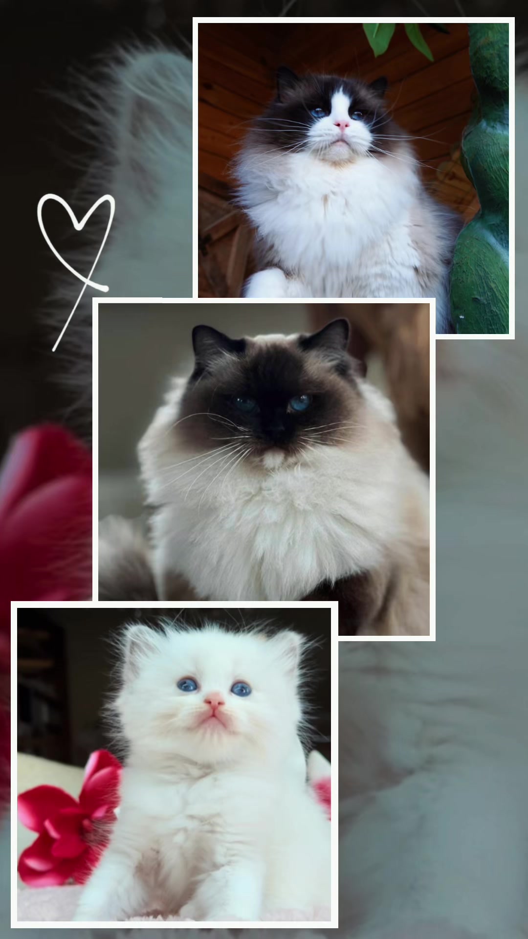 @My Epic Ragdoll