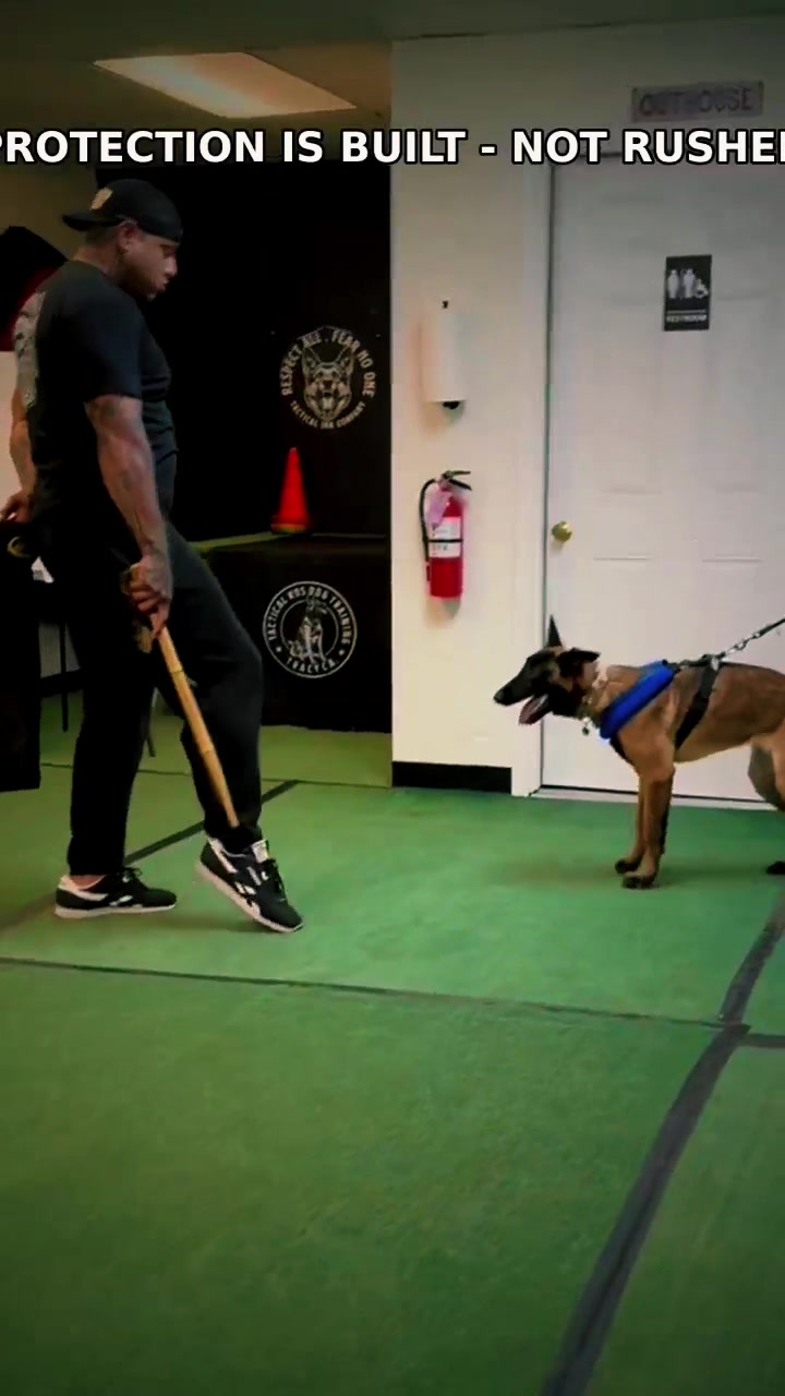 @Tactical K9s Dog Training