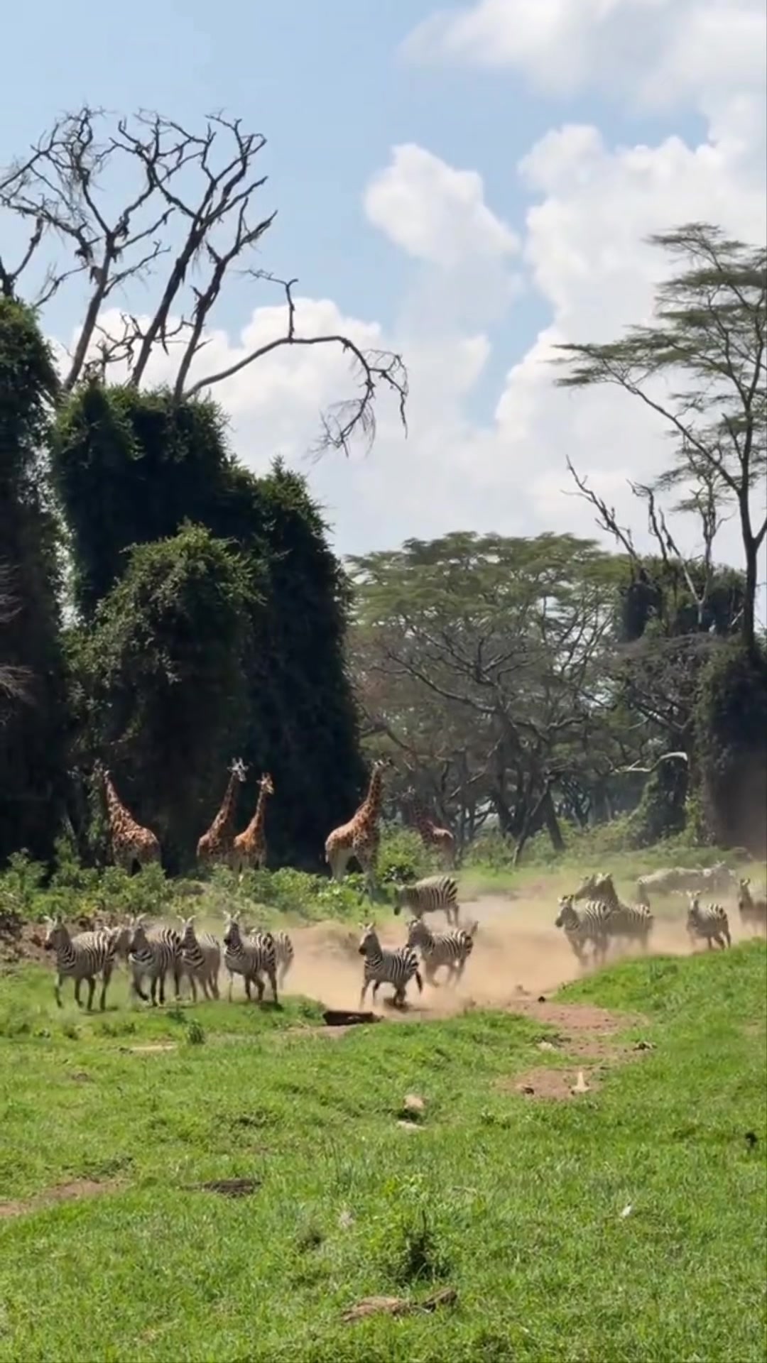 @Nesh Tours and Safaris