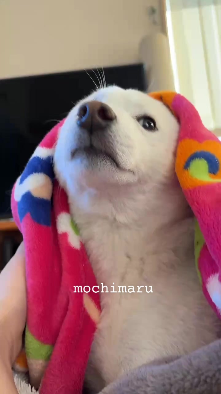 @Mochimaru