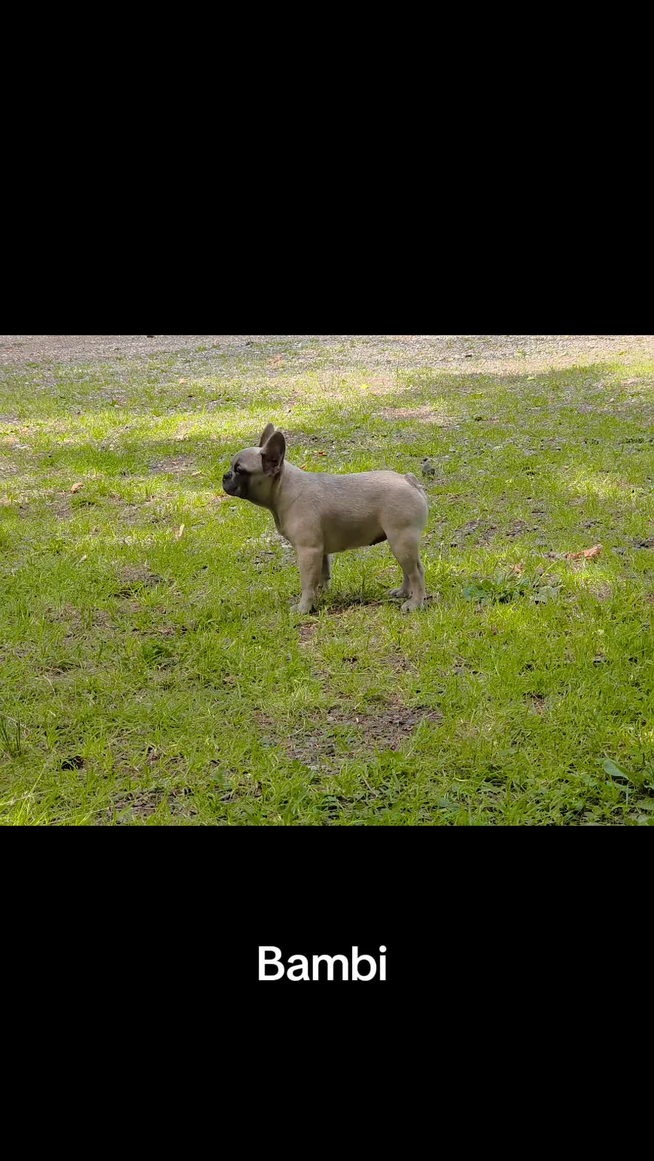 @bkrfrenchies