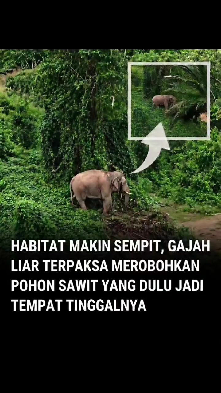 @emi_aRkan