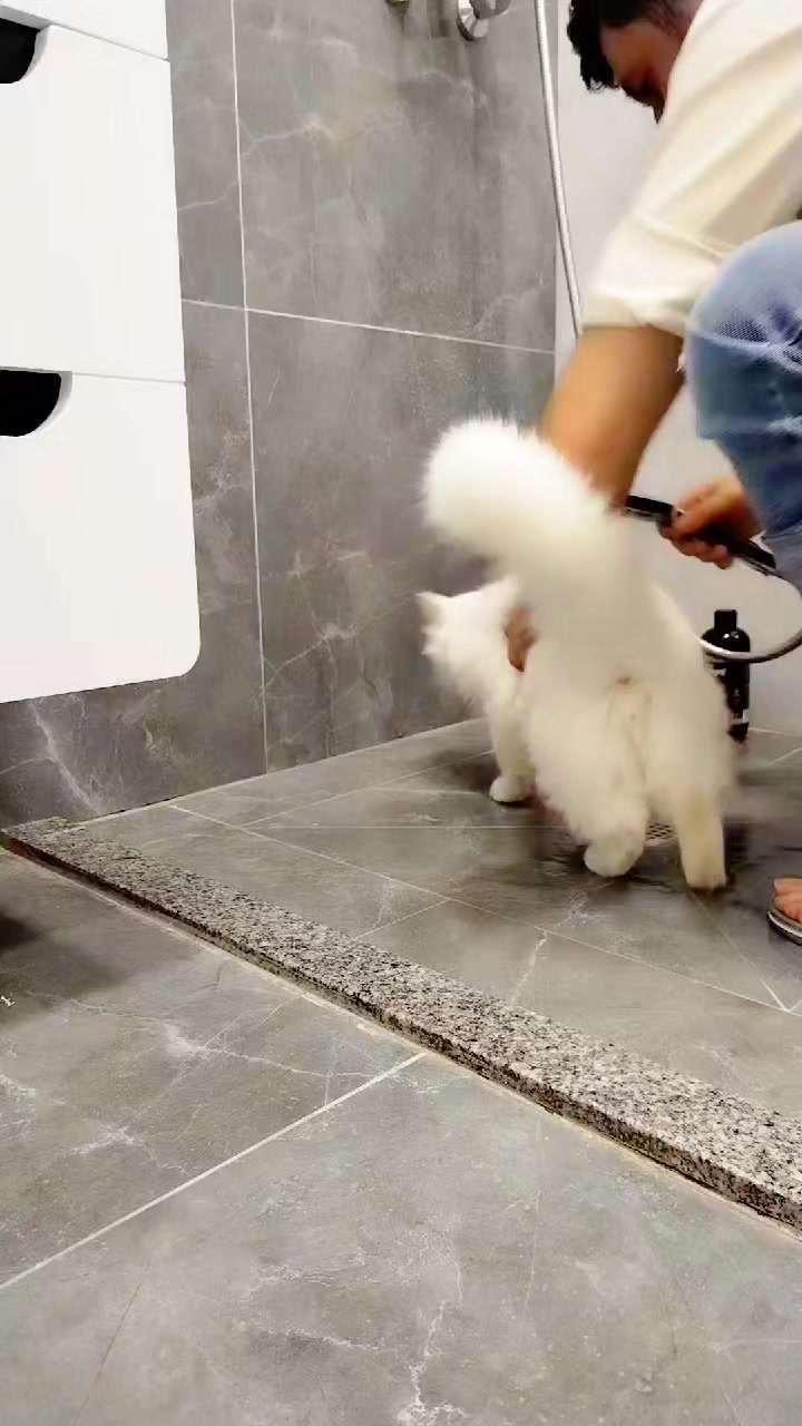 @Kedi_BULUT