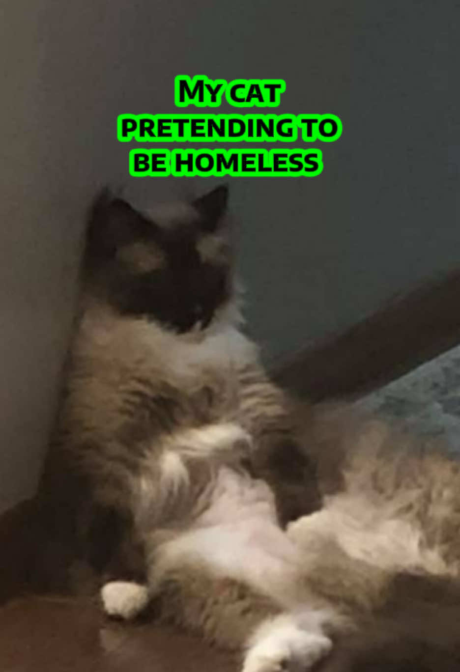 @Grapes the Maine Coon