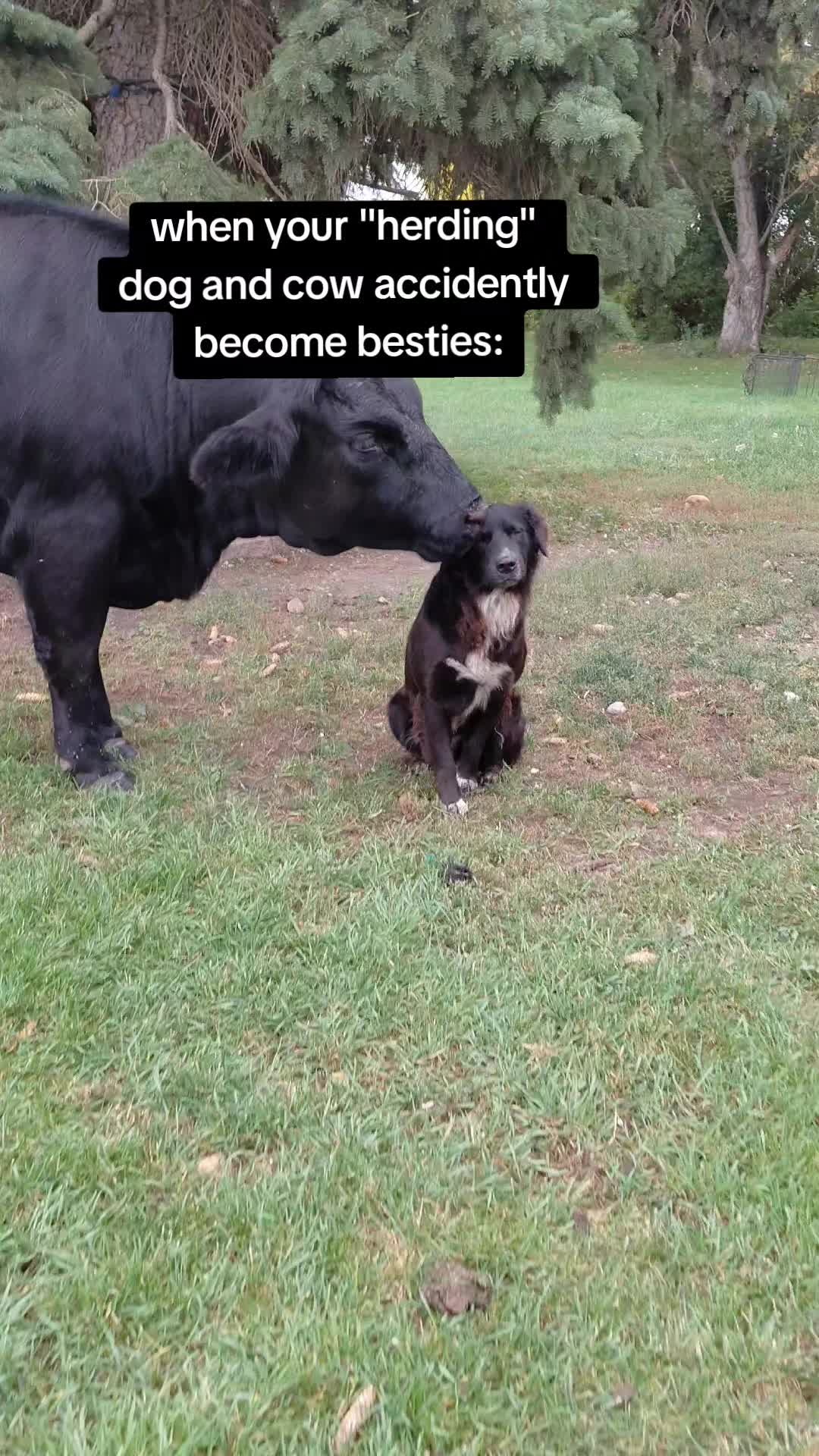 @Dakotafunnyfarm