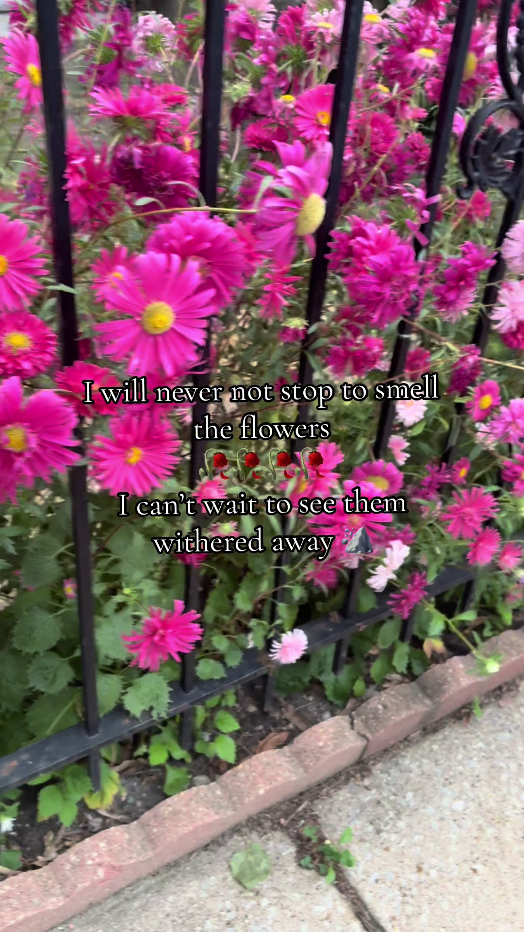 @SkilledAsparagus