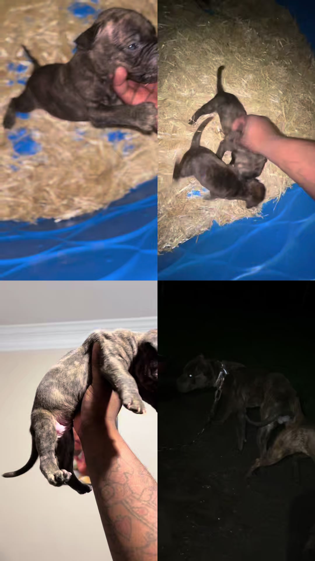 @Big Bookie Kennels