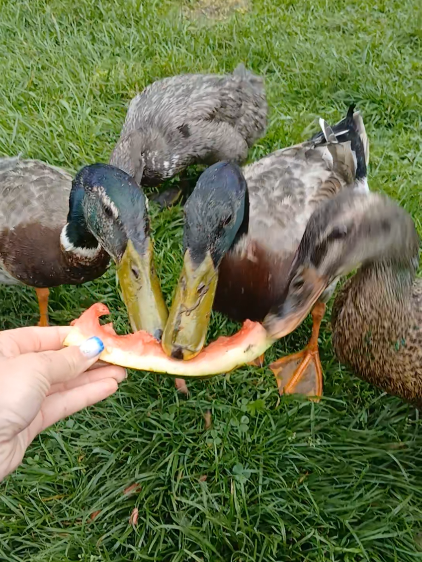 @Kaczogród u Milki🦆🦆🦆🦆