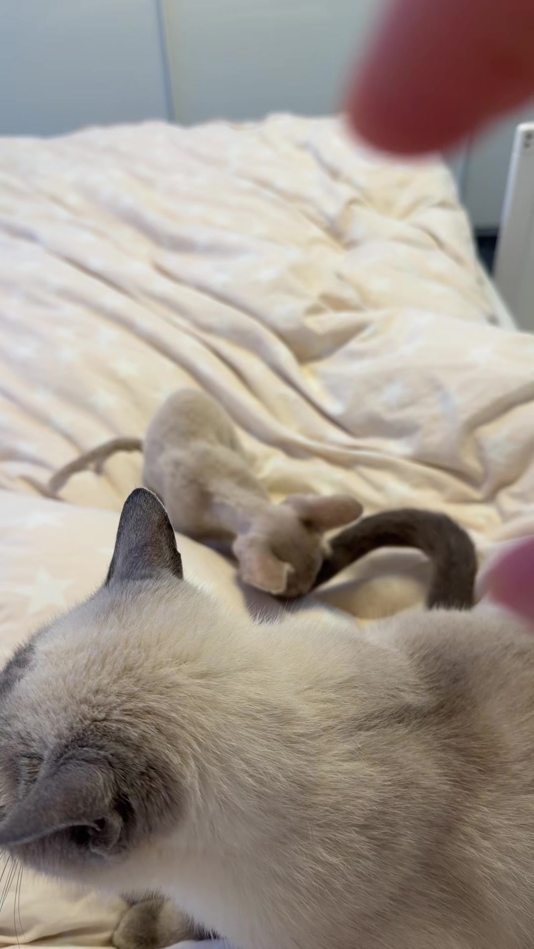 @TugbasCats