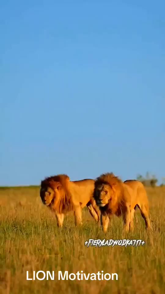 @LION MOTIVATION 🇨🇩🇨🇩🇨🇩