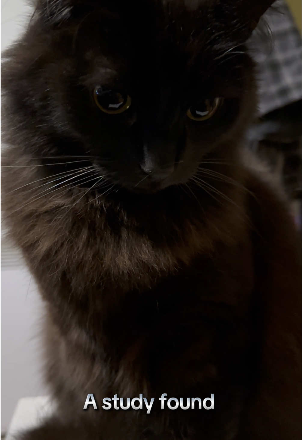 @Sir FluffyButt,the cat🇨🇦🇺🇦