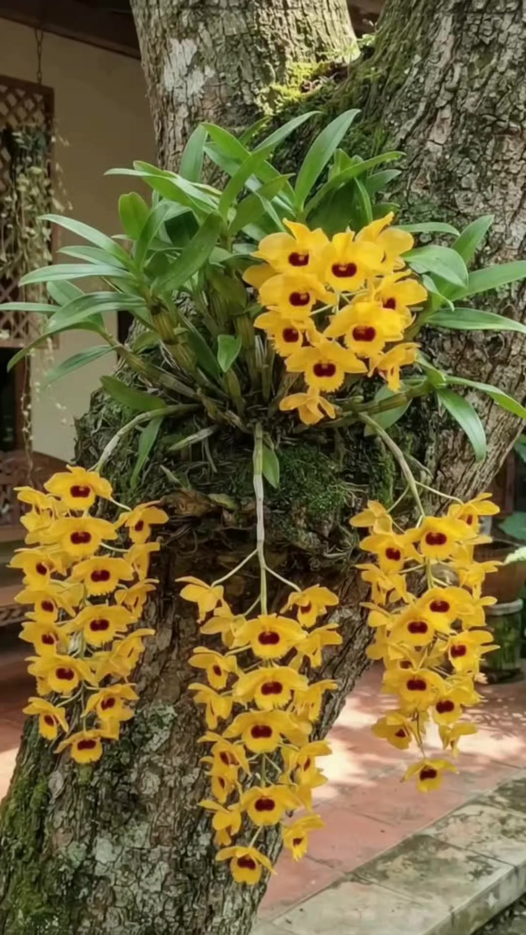 @NUNUNG INSANI