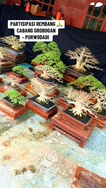 @warbonsai_purwodadi