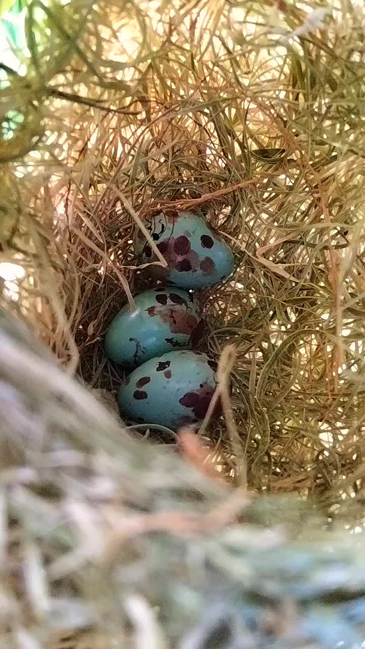 @محمد حمزہ