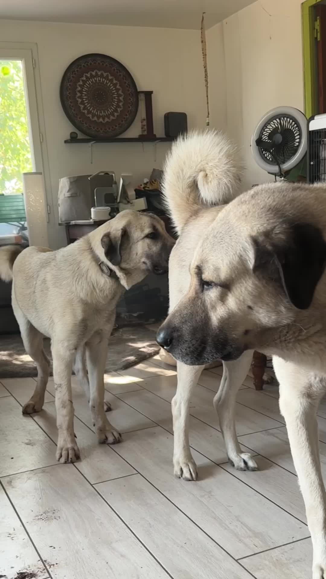 @Purekangal