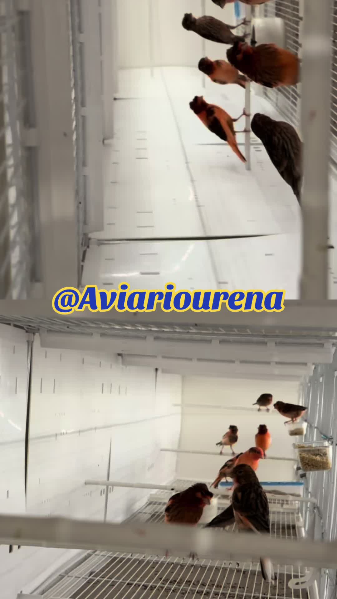@AviarioUreña