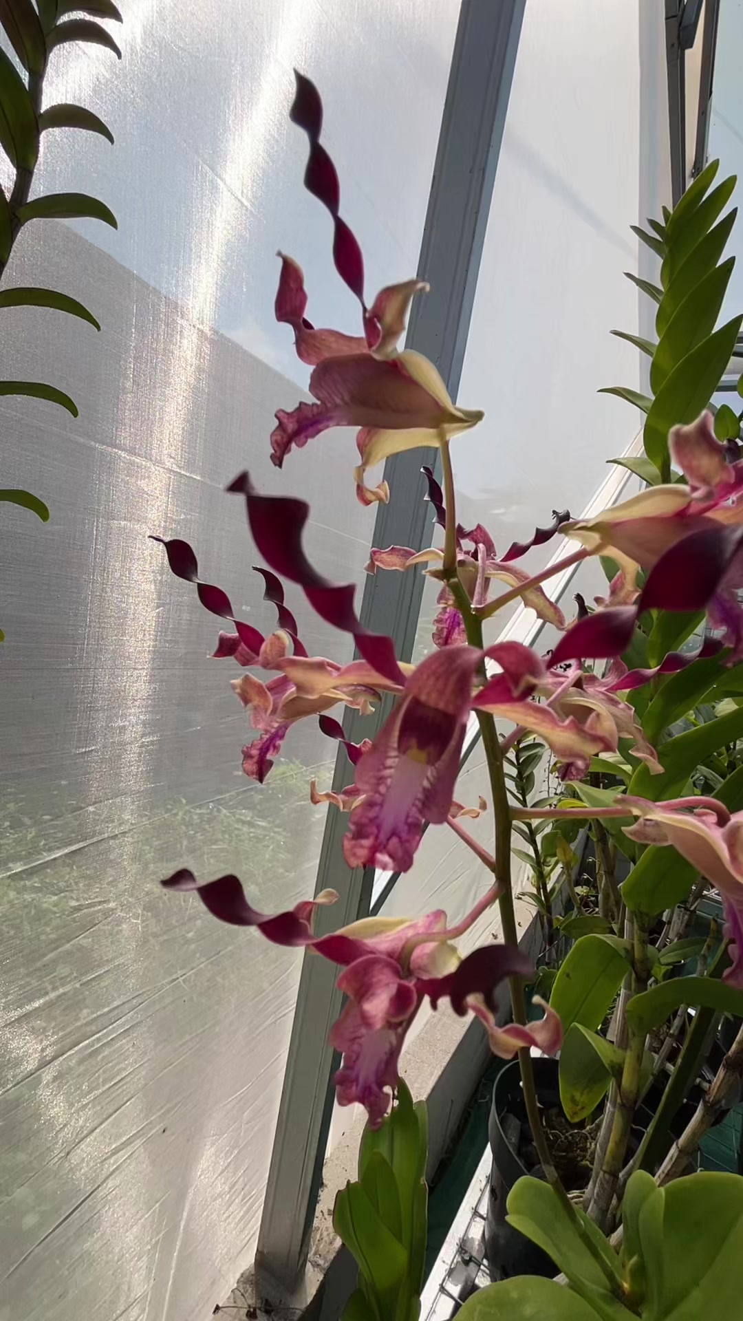 @Anggina Orchid