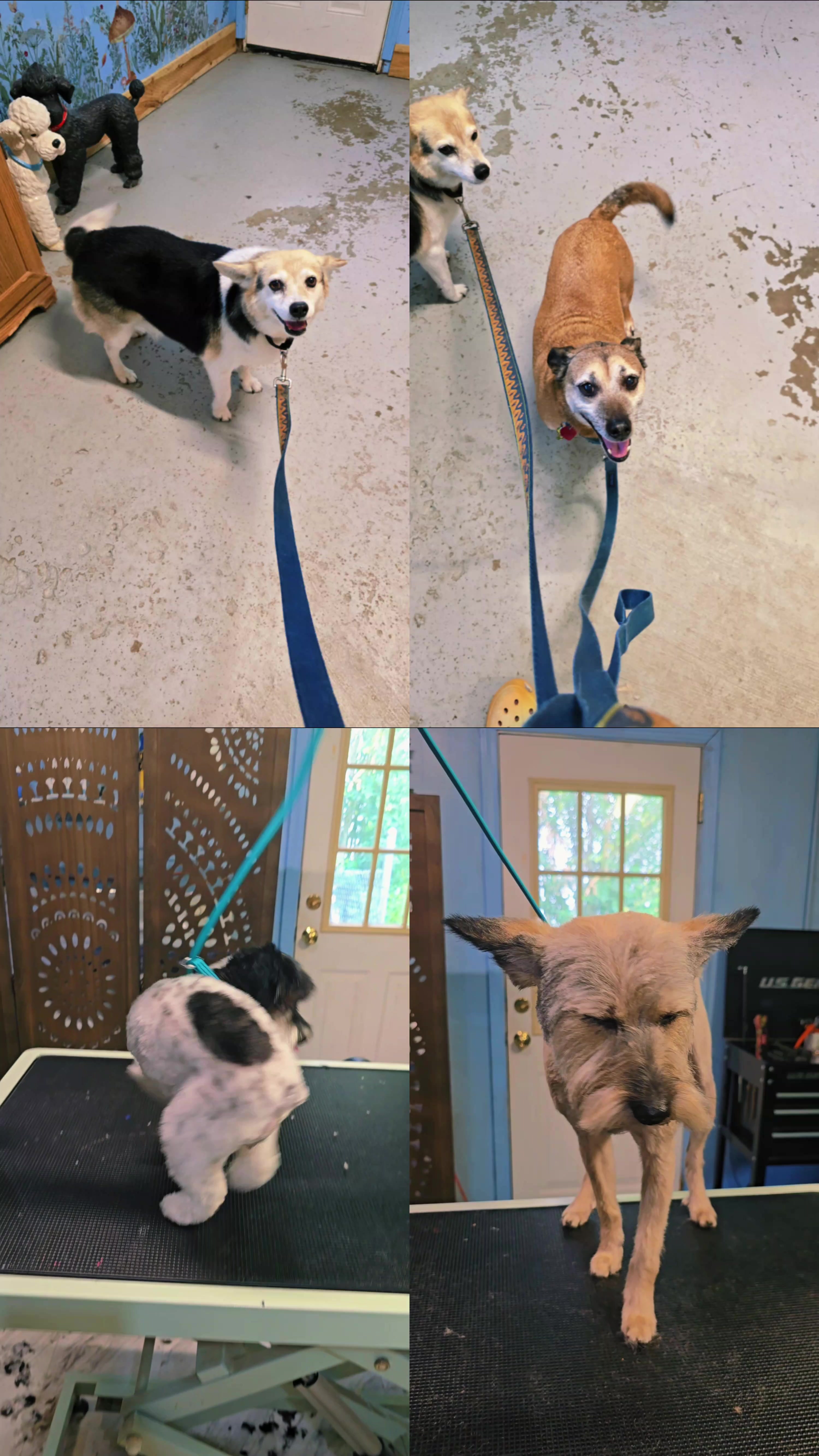 @Fairy Tails Grooming