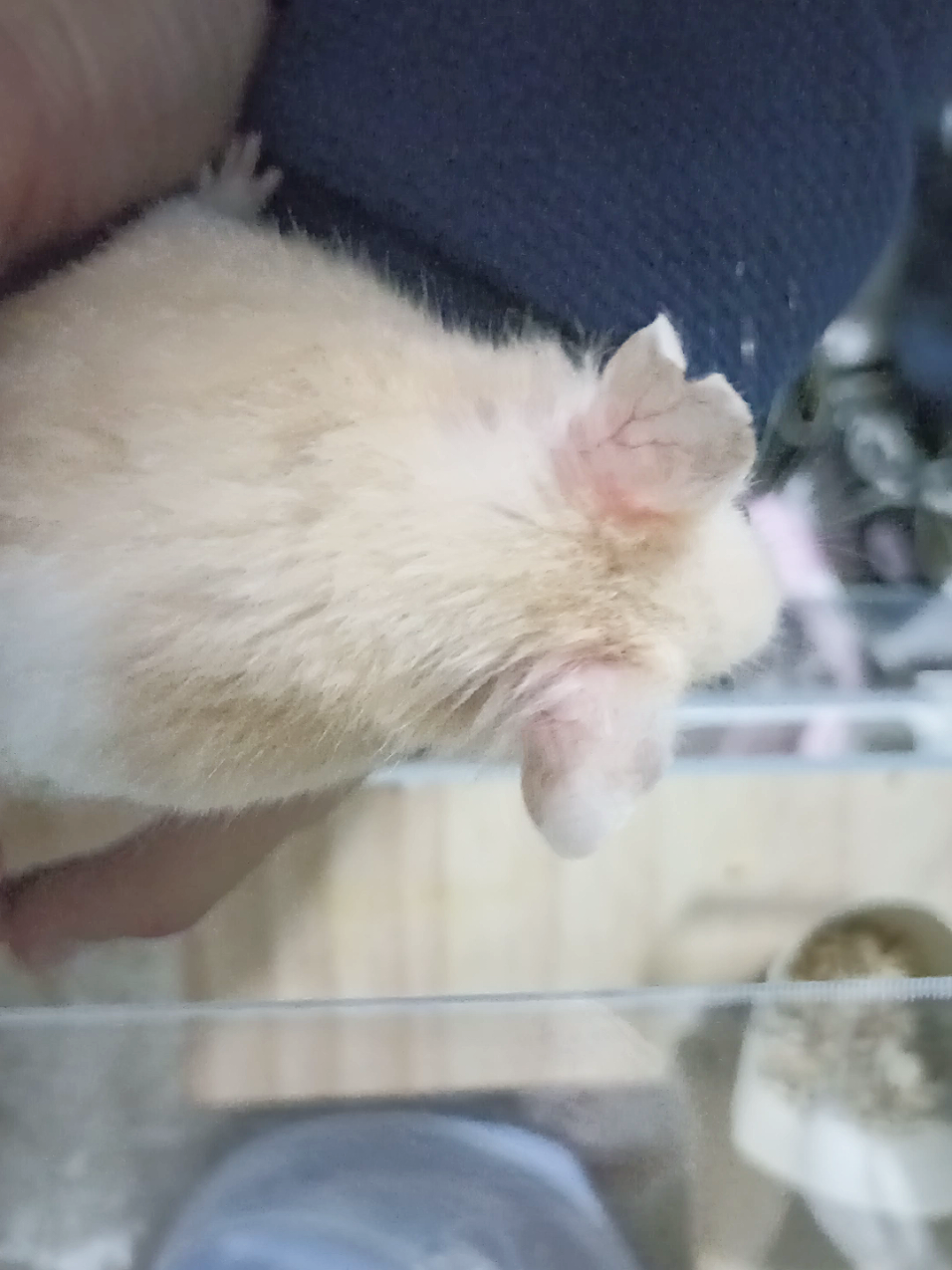 @Diariodeunhamster❤️🐹