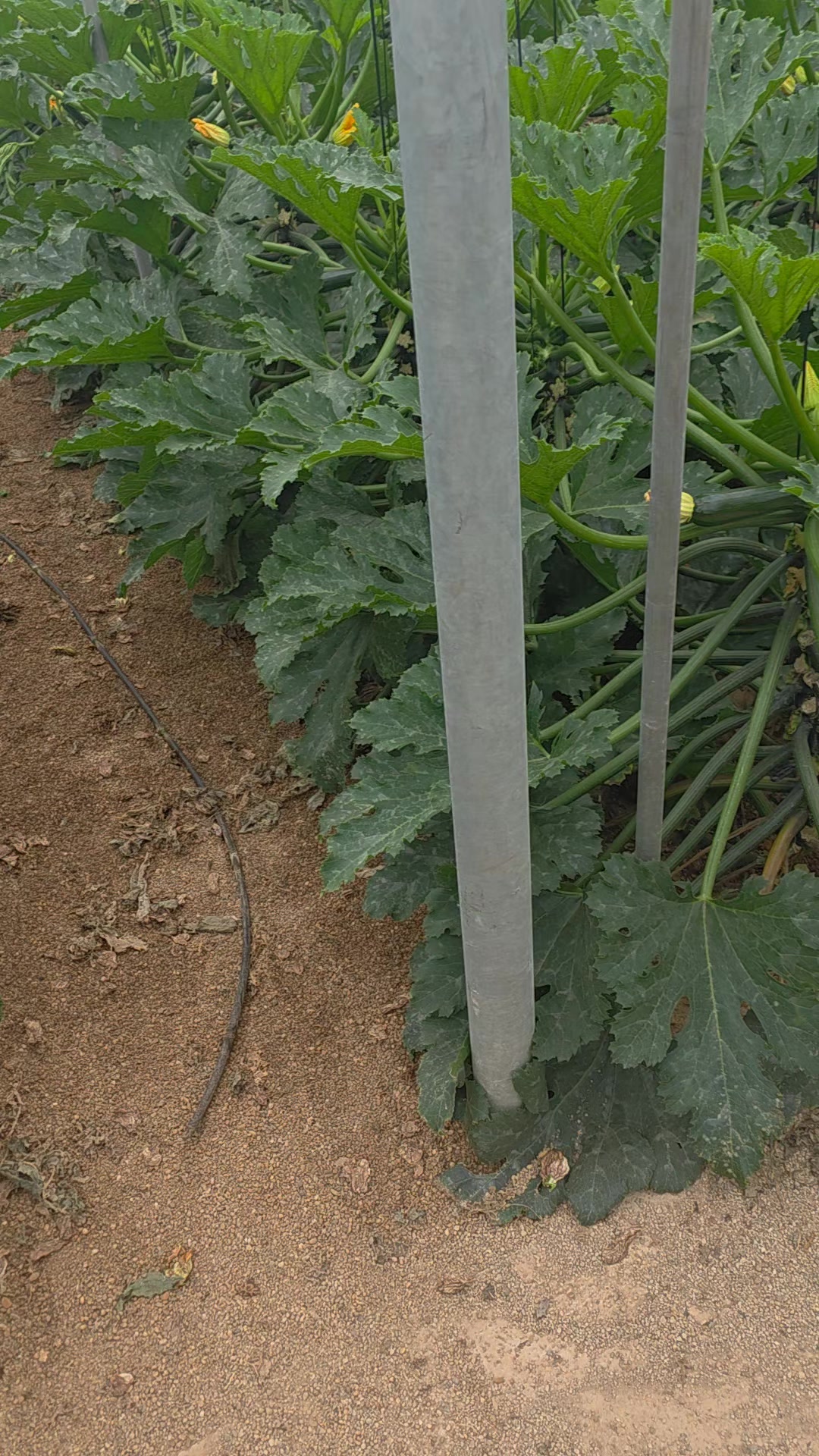 @El Extensionista del Agro