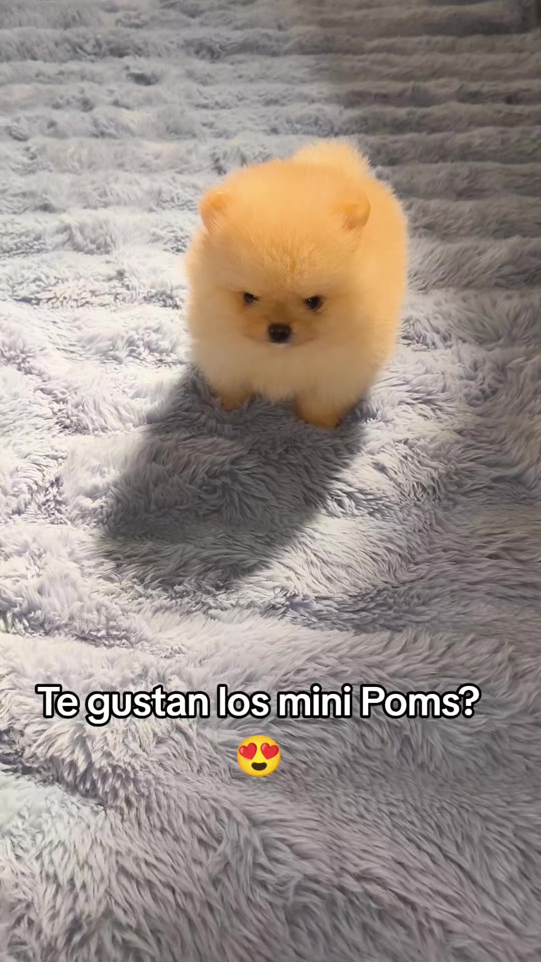 @Pomerania chile