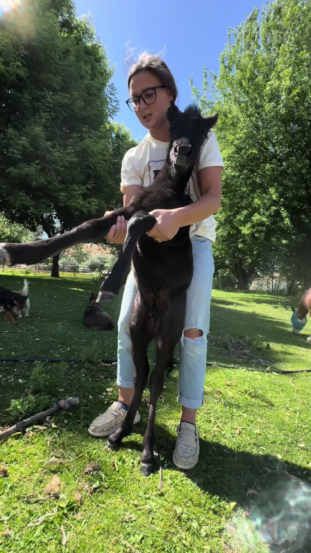 @Hot Sauce the Mini horse 🐎