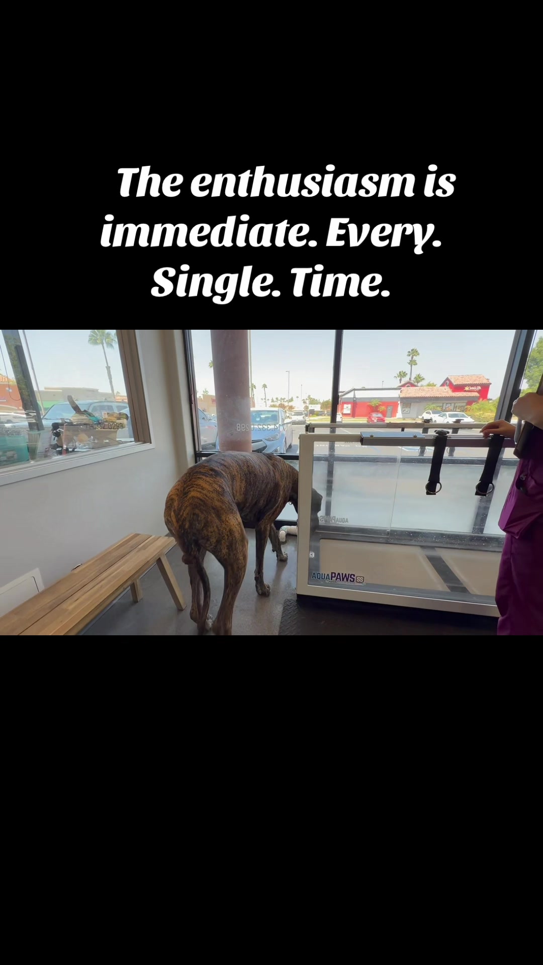 @Anders Bees Knees Great Dane