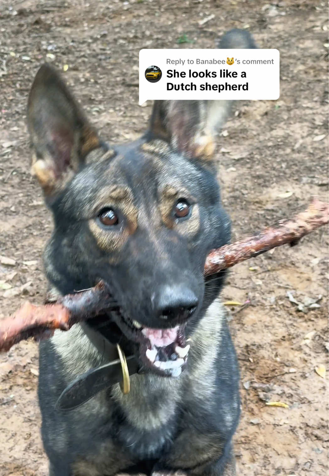 @True Guard K9 I Tara