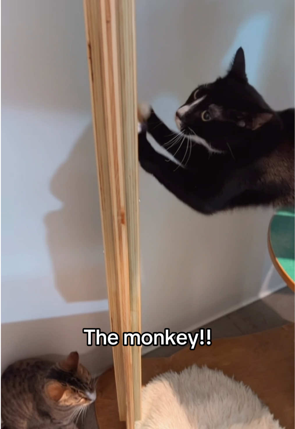 @Catfe