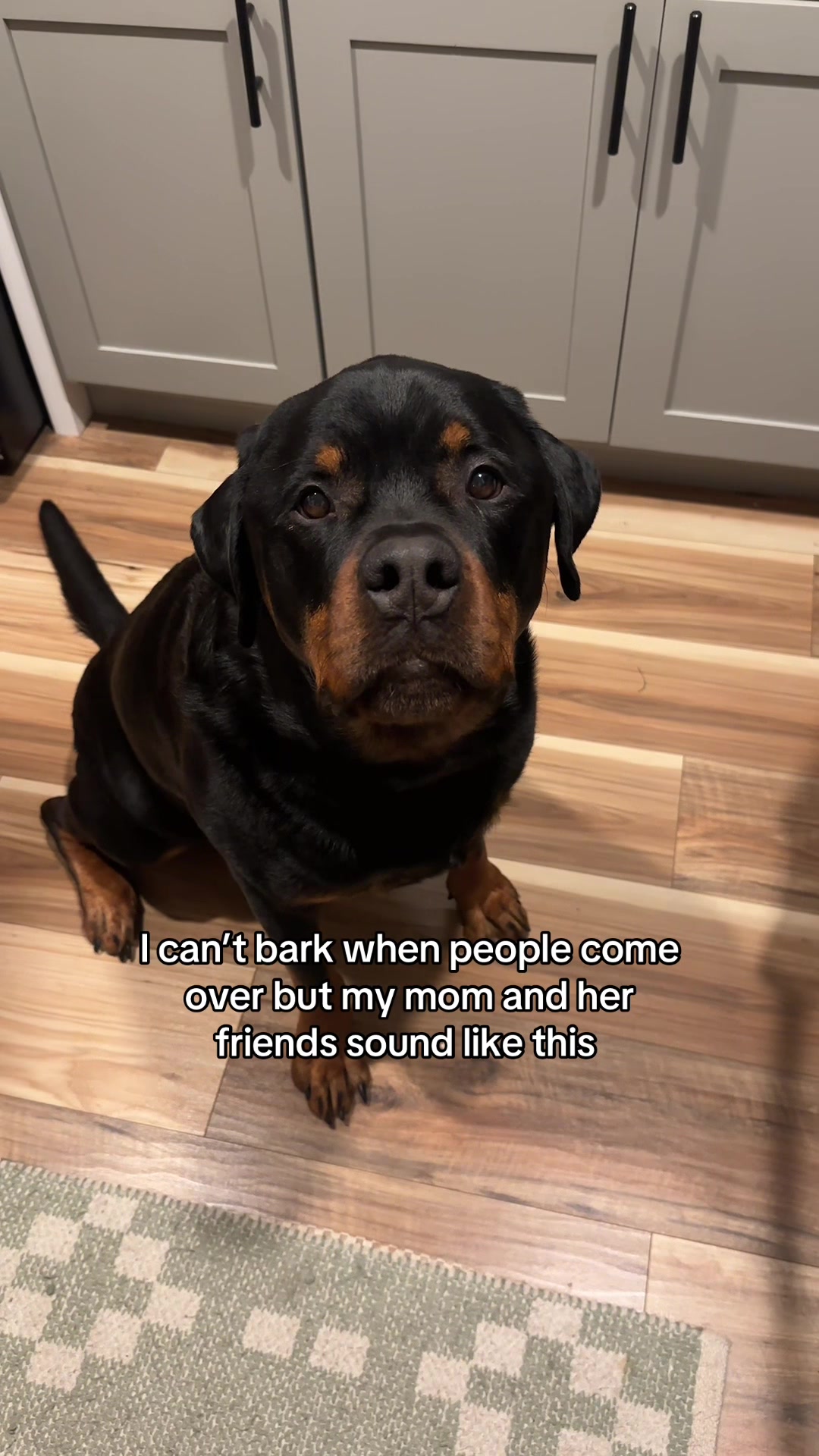 @Moose The Rottie